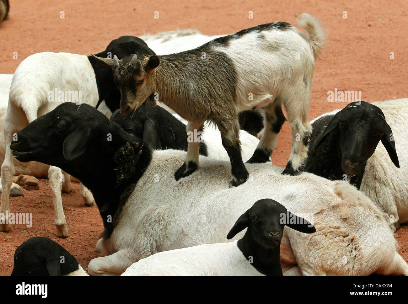 A Pygmy Goat climbs the back of another goat the the Zoom animal
