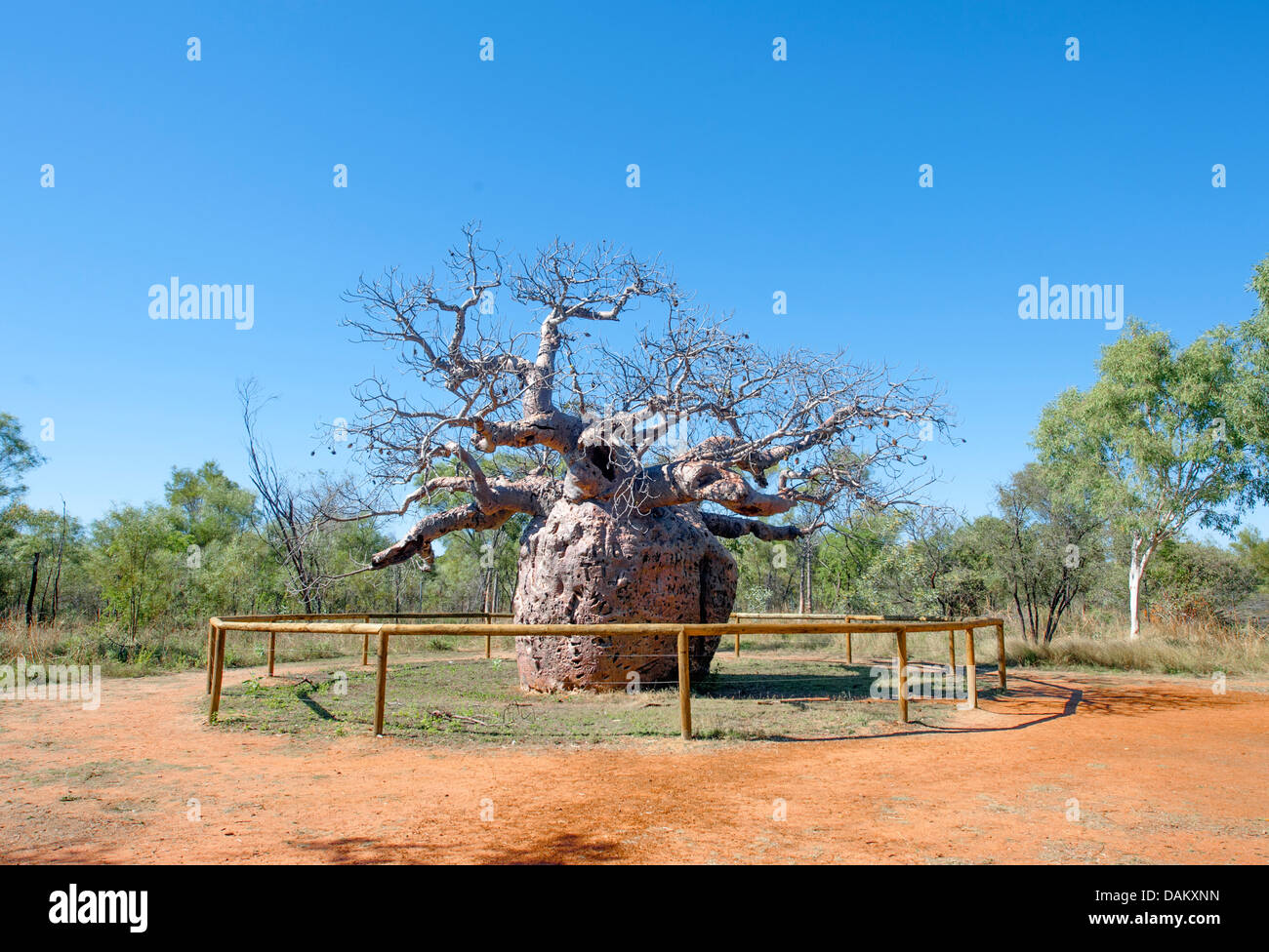 The Boab Prison Tree south of Derby was used as a lockup for Indigenous Australian prisoners