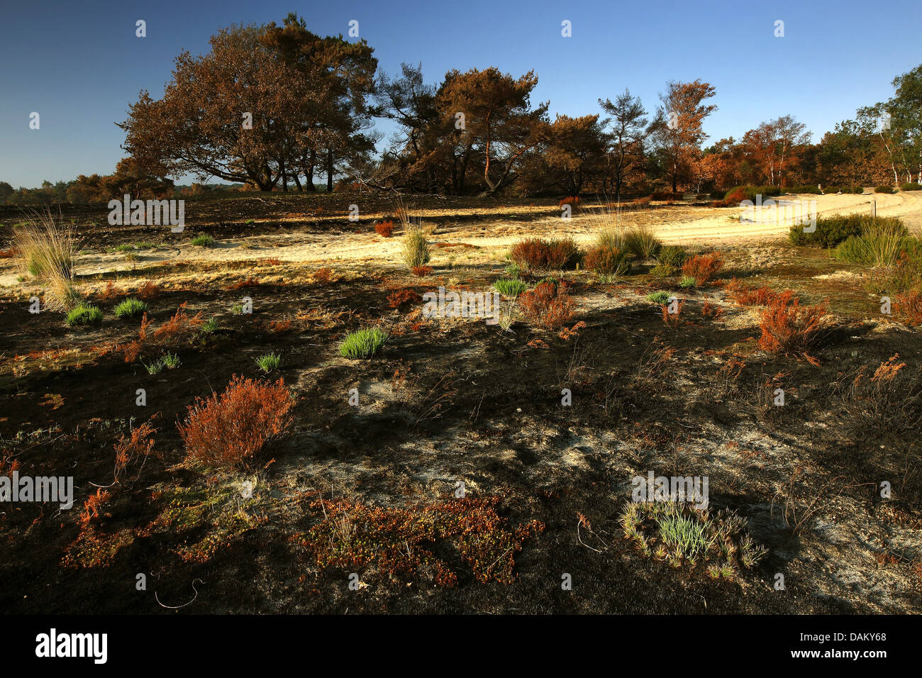 Common Heather, Ling, Heather (Calluna vulgaris), heath after burning in Kalmthoutse Heide, Belgium Stock Photo