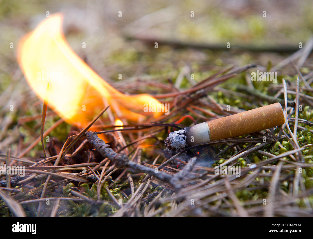 A cigarette butt burns on forest fround in Muellrose, Germany, 9 May