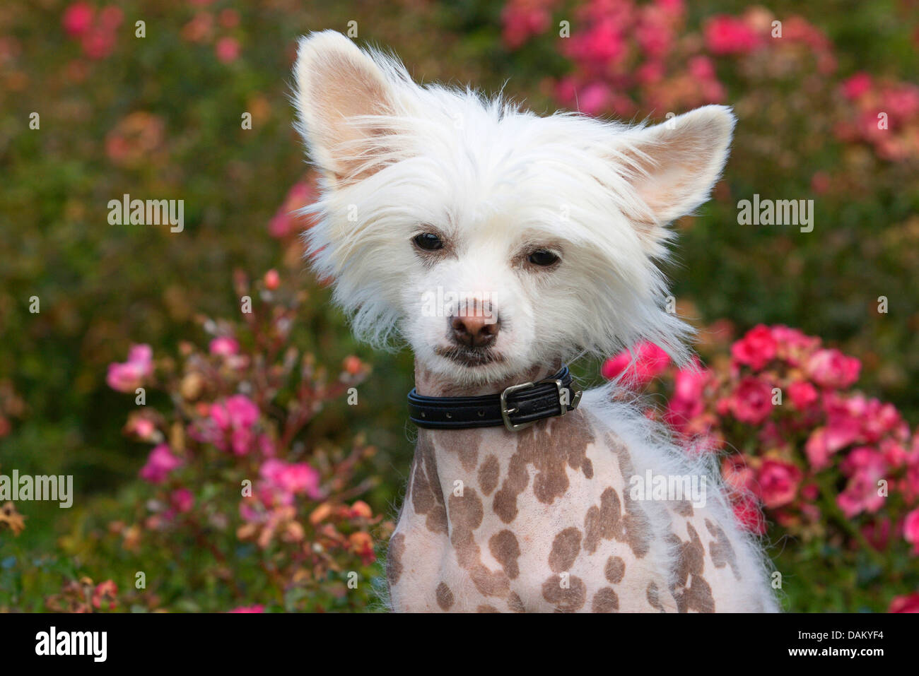 Chinese Crested Dog (Canis lupus f. familiaris), portrait Stock Photo