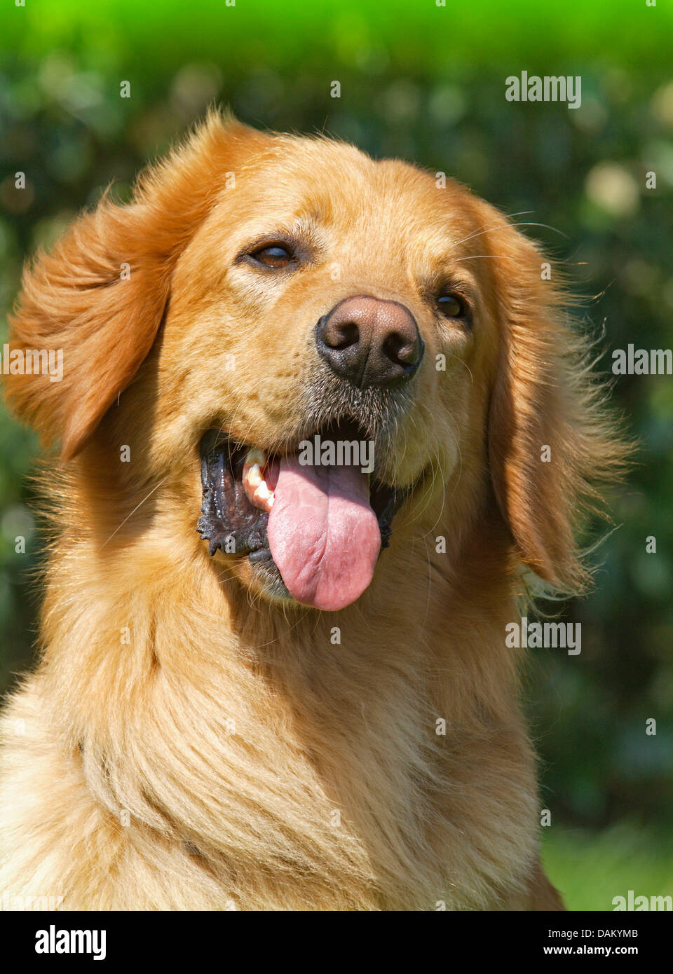 Hovawart (Canis lupus f. familiaris), portrait of a blond male dog, Germany Stock Photo