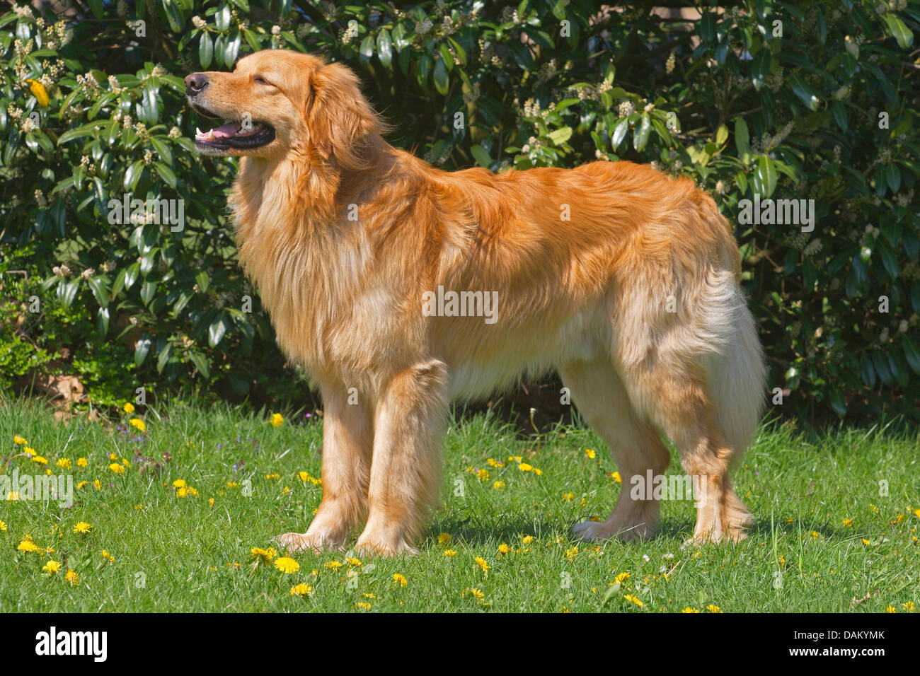 Hovawart (Canis lupus f. familiaris), blond male dog standing in the garden, Germany Stock Photo
