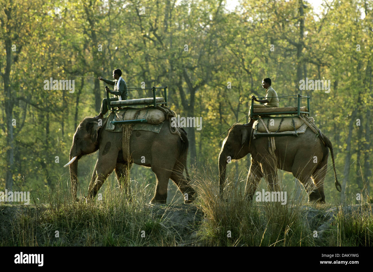 Asiatic elephant, Asian elephant (Elephas maximus), two mahouts on their working elephants, Madhya Pradesh, Kanha National Park Stock Photo