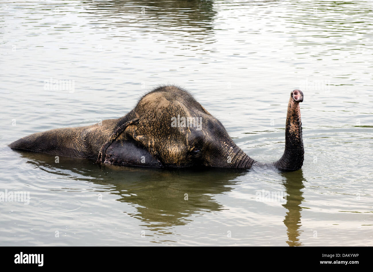 Asiatic elephant, Asian elephant (Elephas maximus), bathing in a lake, India, Madhya Pradesh, Bandhavgarh National Park Stock Photo