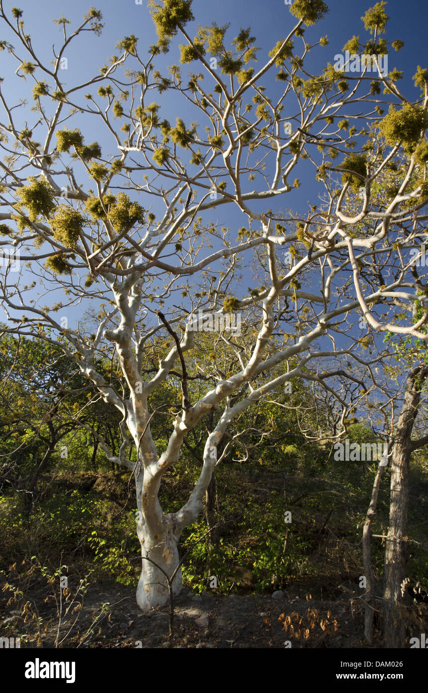 Indian ghost tree, Kullu (Sterculia urens), blooming, India, Madhya Pradesh, Bandhavgarh National Park Stock Photo