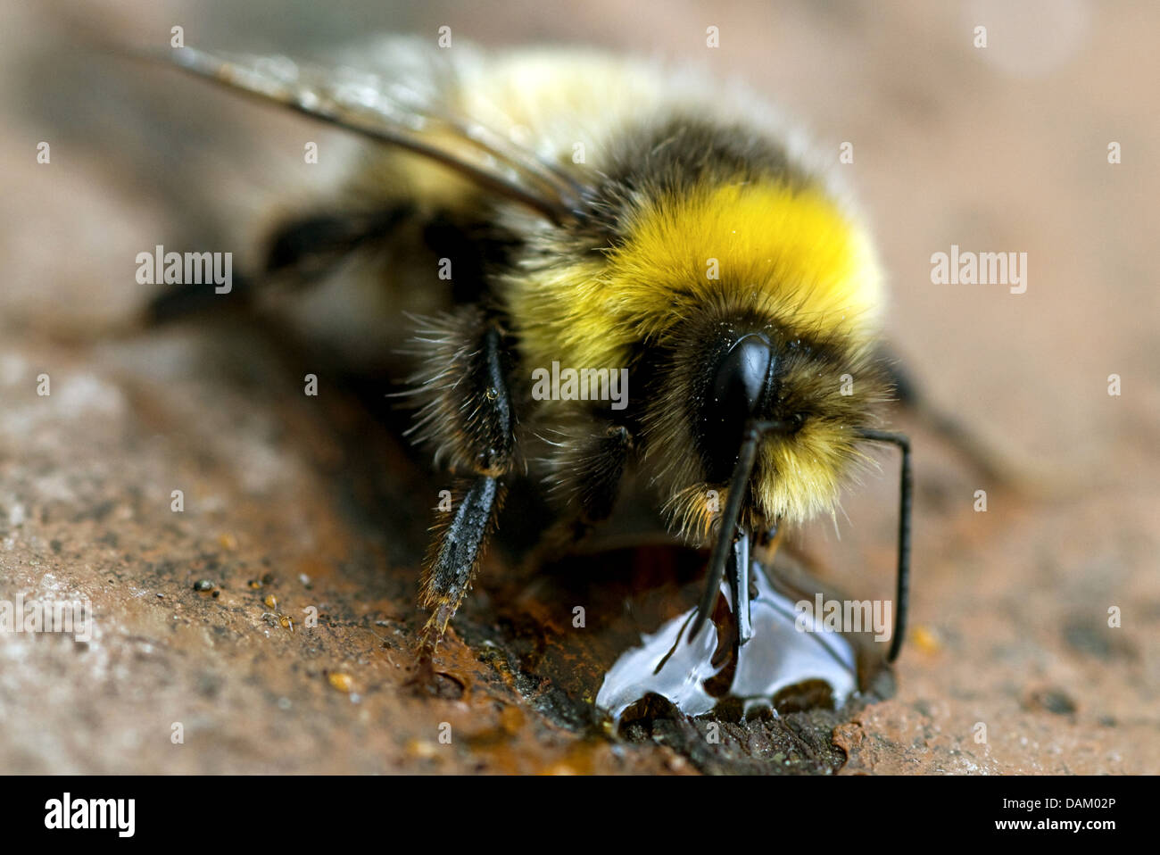 buff-tailed bumble bee (Bombus terrestris), sitting on soil ground drinking from a water drop, United Kingdom, Scotland, Cairngorms National Park Stock Photo