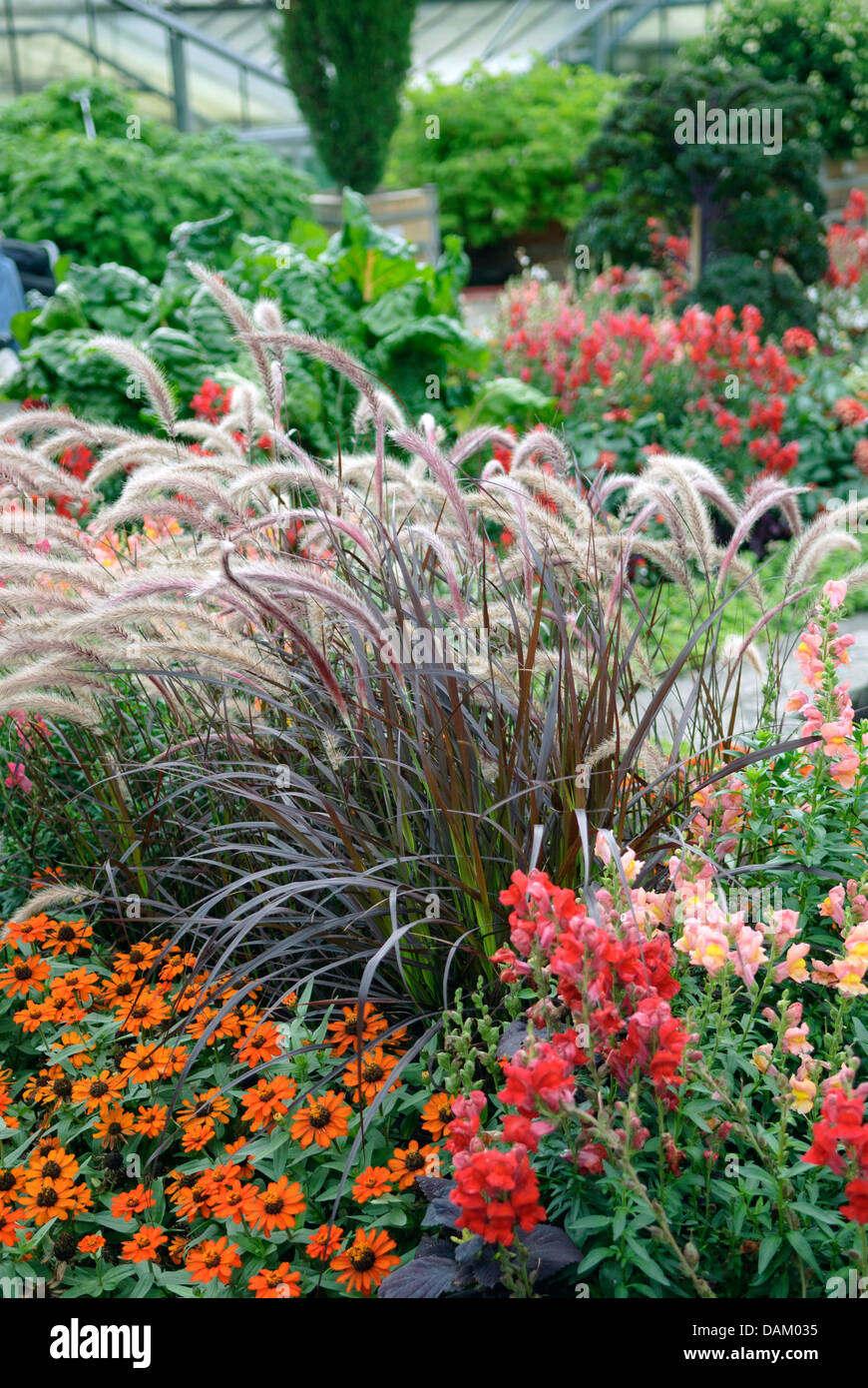 fountain grass, crimson fountaingrass (Pennisetum setaceum 'Rubrum', Pennisetum setaceum Rubrum), cultivar Rubrum Stock Photo