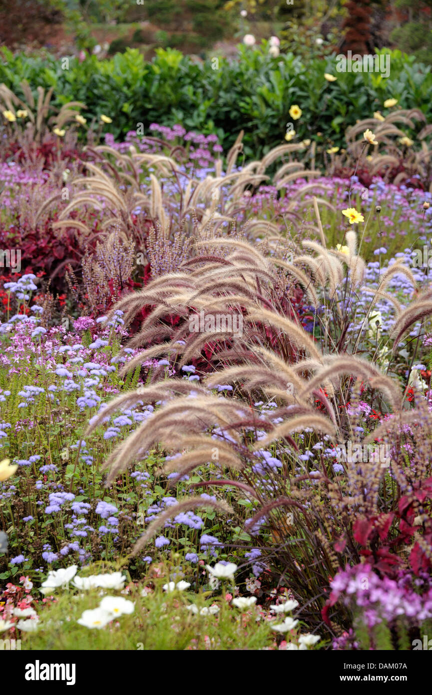 fountain grass, crimson fountaingrass (Pennisetum setaceum 'Rubrum', Pennisetum setaceum Rubrum), cultivar Rubrum Stock Photo