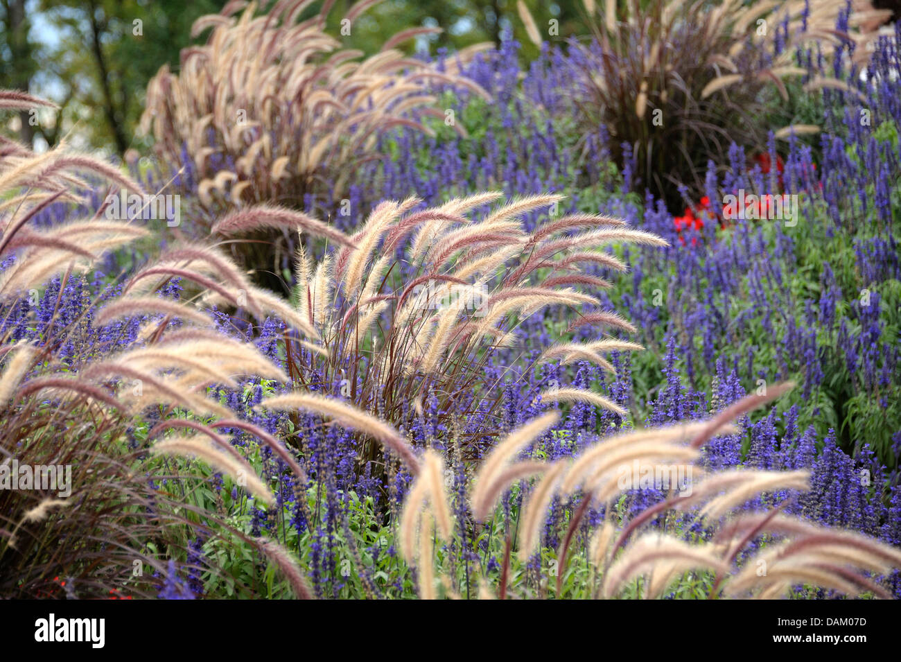 fountain grass, crimson fountaingrass (Pennisetum setaceum 'Rubrum', Pennisetum setaceum Rubrum), cultivar Rubrum together with sage Stock Photo