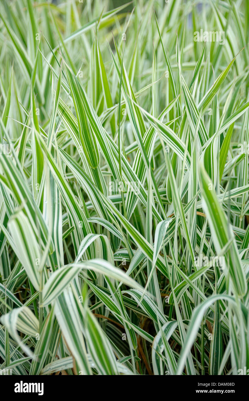 reed Canary grass (Phalaris arundinacea 'Dwarf Garters', Phalaris arundinacea Dwarf Garters), cultivar arf Garters Stock Photo