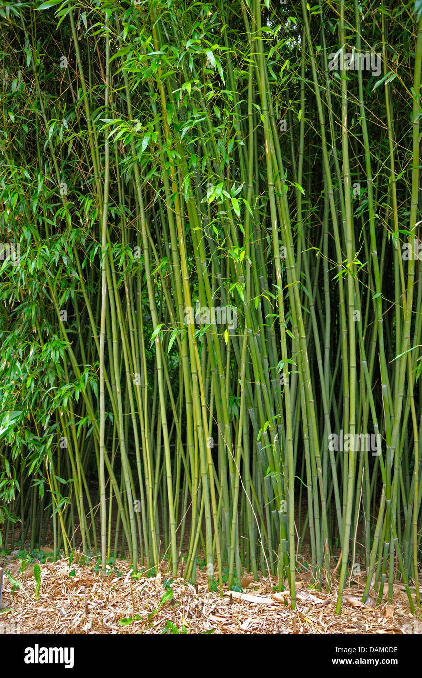 Bisset's Bamboo (Phyllostachys bissetii) Stock Photo