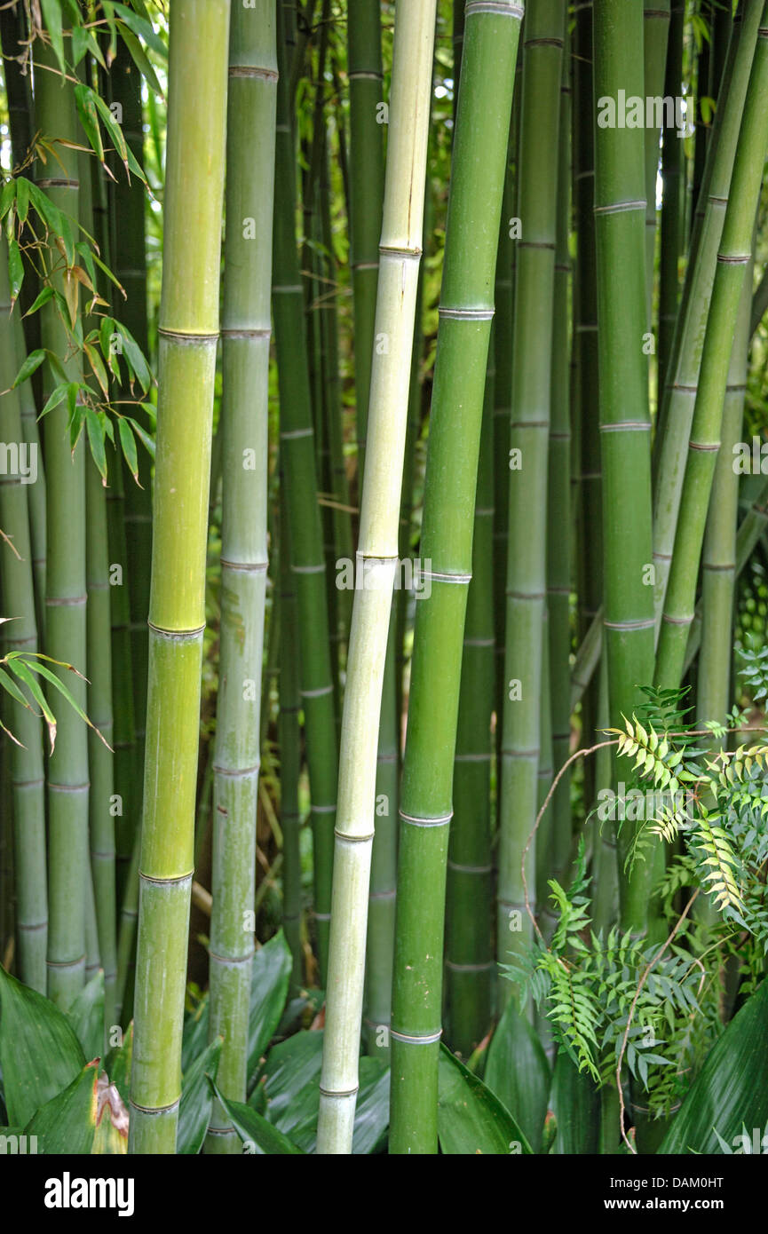 Greenwax Golden Bamboo (Phyllostachys viridiglaucescens) Stock Photo