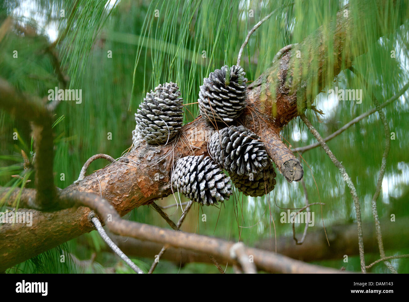 Patula pine, Mexican Weeping Pine (Pinus patula), branch with cones Stock Photo