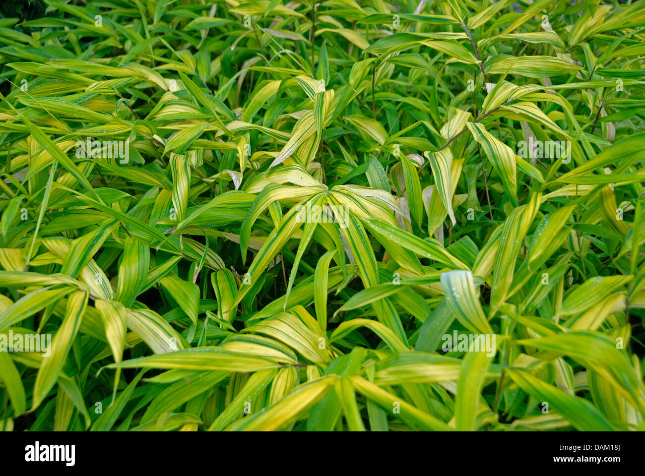 Bamboo (Pleioblastus auricomus), leaves Stock Photo