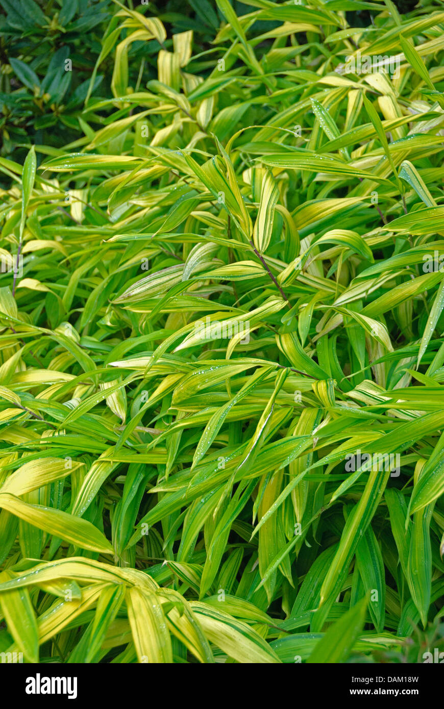 Bamboo (Pleioblastus auricomus), leaves Stock Photo