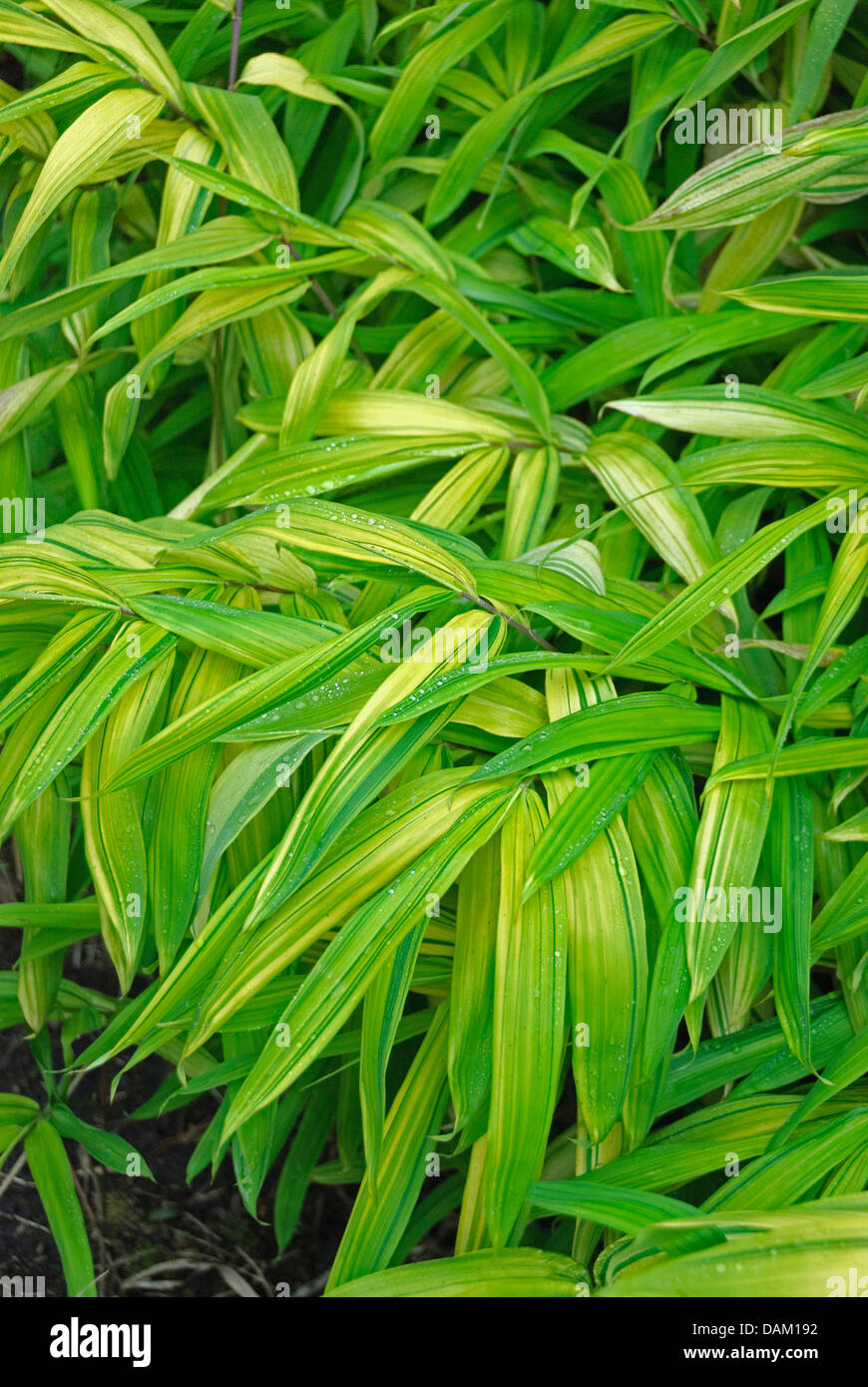 Bamboo (Pleioblastus auricomus), leaves Stock Photo