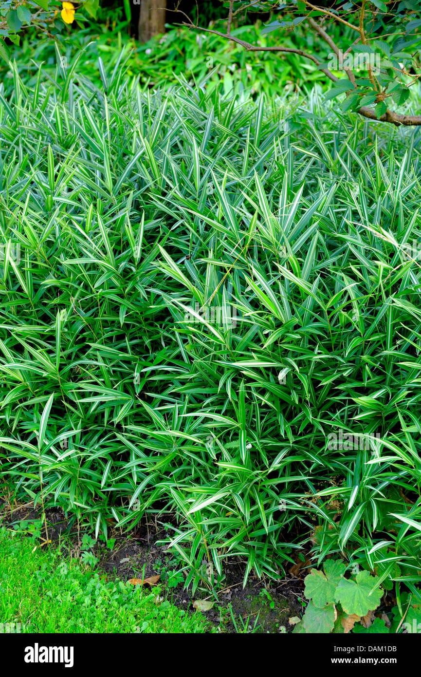 Dwarf white-striped Bamboo (Pleioblastus variegatus) Stock Photo