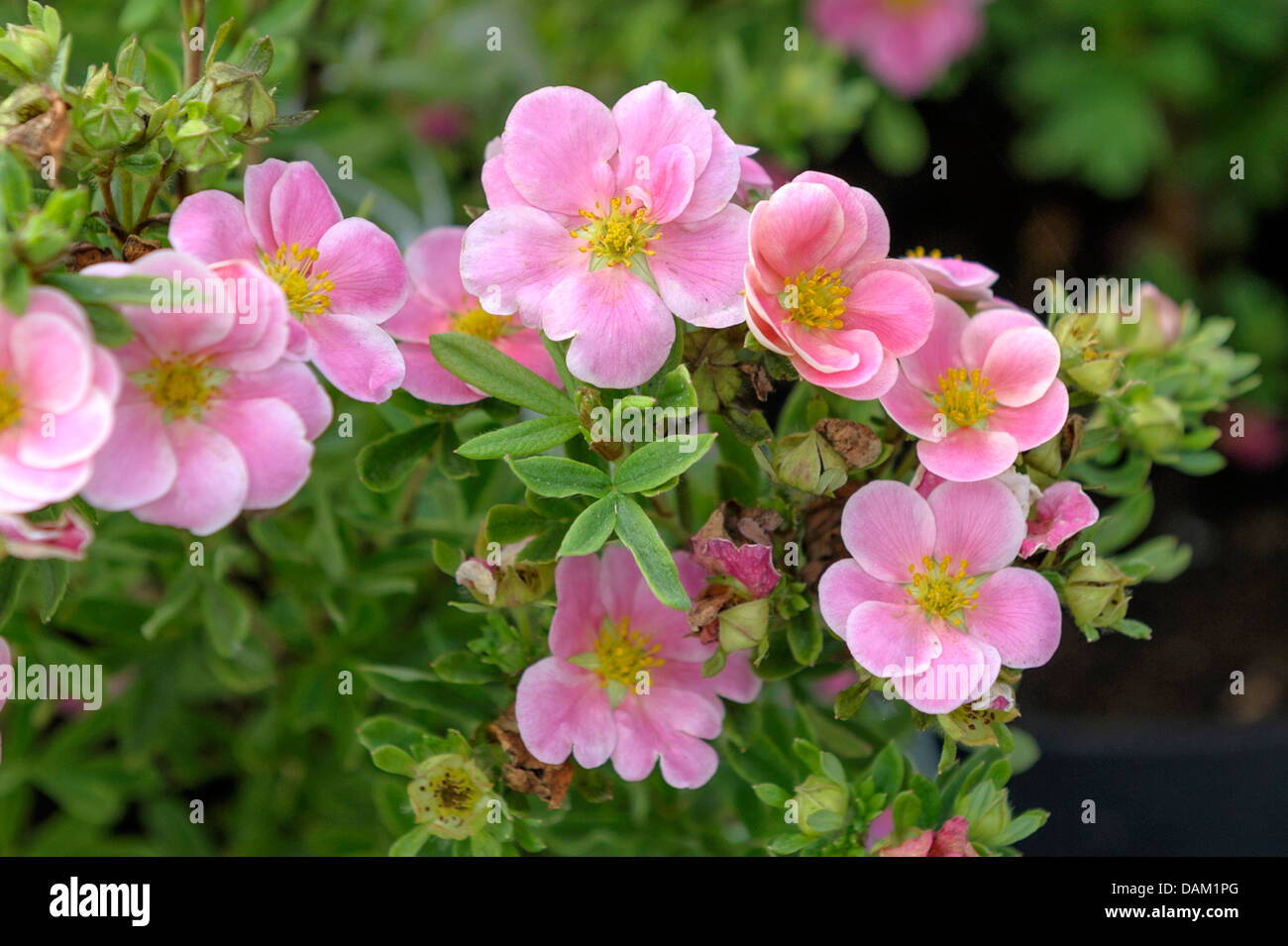 shrubby cinquefoil, yellow rose (Potentilla fruticosa 'Pink Paradise', Potentilla fruticosa Pink Paradise), cultivar Pink Paradise Stock Photo