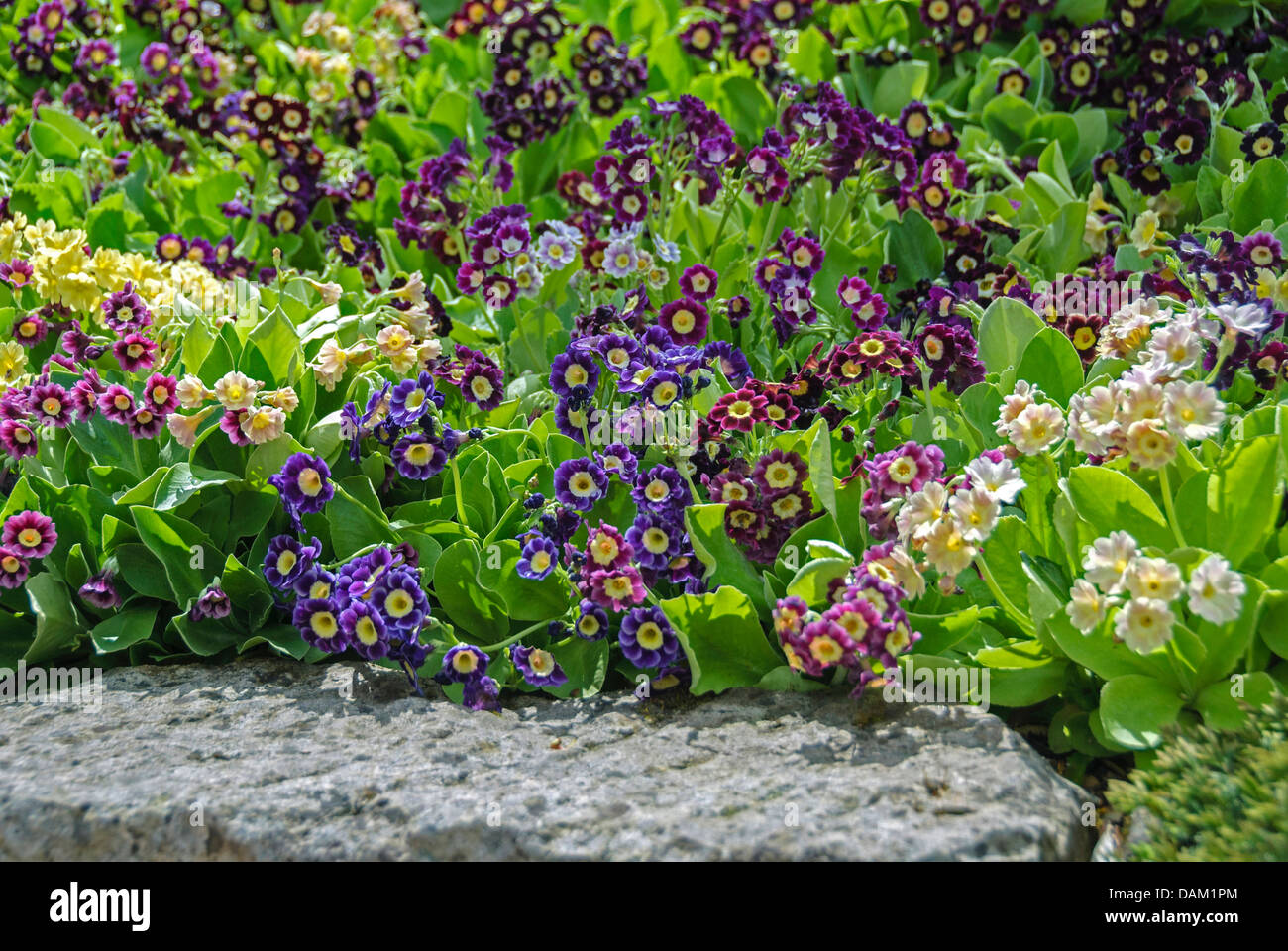 Primula (Primula x pubescens, Primula pubescens), blooming, Germany Stock Photo