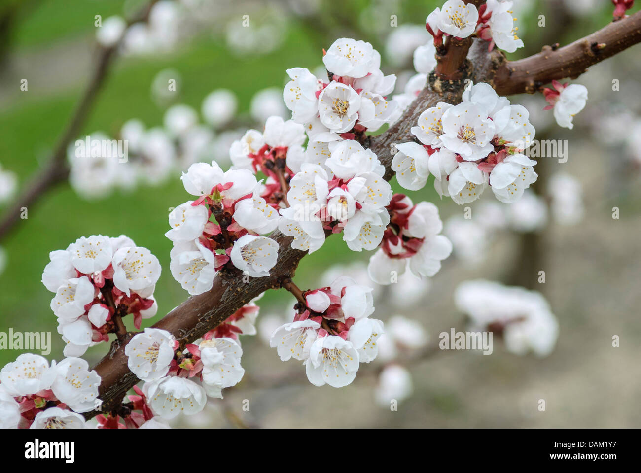 apricot tree (Prunus armeniaca 'Hargrand', Prunus armeniaca Hargrand), cultivar Hargrand Stock Photo