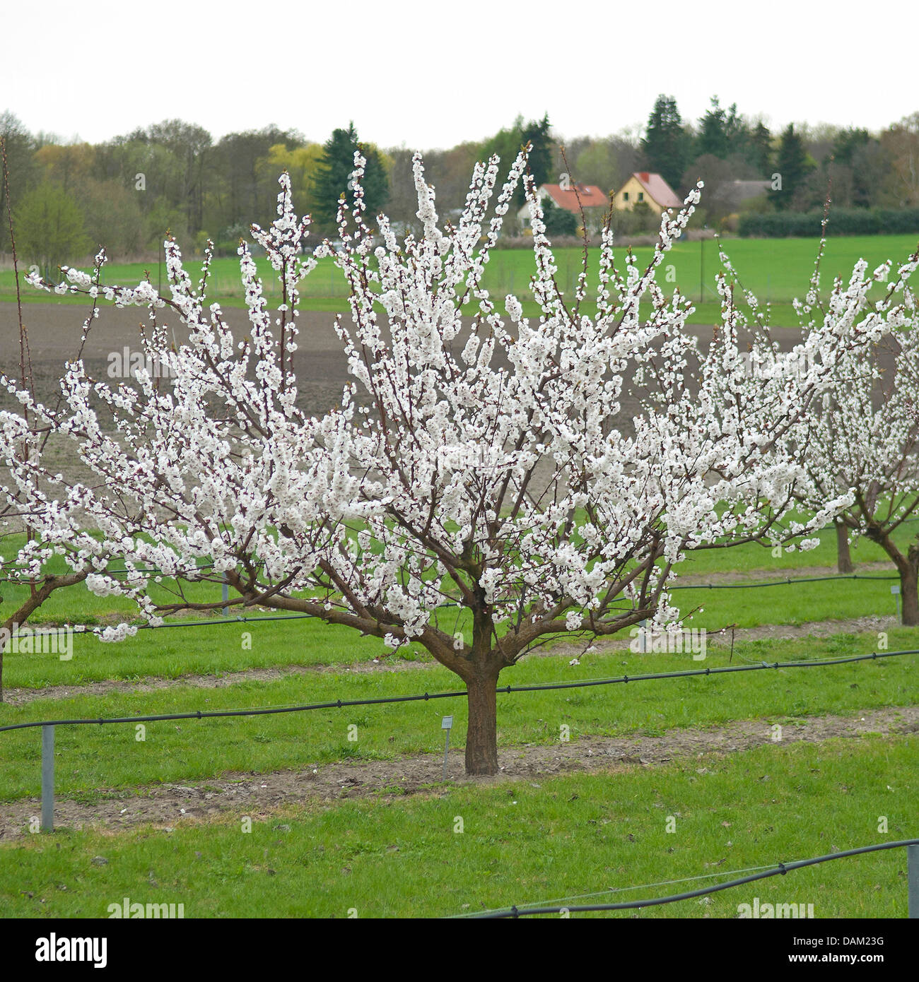 apricot tree (Prunus armeniaca 'Orangered', Prunus armeniaca Orangered), blooming apricot tree of cultivar Orangered, Germany Stock Photo