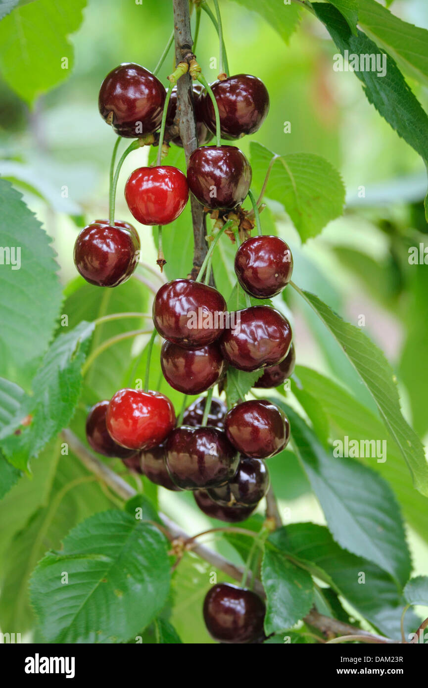 wild cherry, sweet cherry, gean, mazzard (Prunus avium 'Braune Leberkirsche', Prunus avium Braune Leberkirsche), cultivar Braune Leberkirsche, Germany Stock Photo