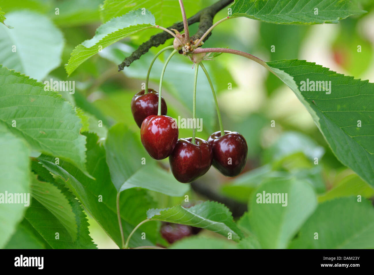 wild cherry, sweet cherry, gean, mazzard (Prunus avium ''Mona Cherry'', Prunus avium Mona Cherry), cultivar Mona Cherry Stock Photo
