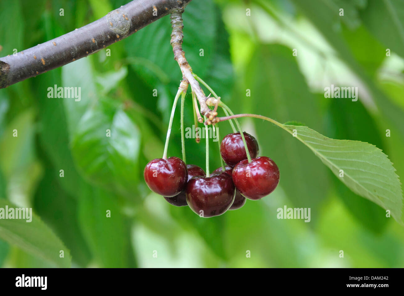 wild cherry, sweet cherry, gean, mazzard (Prunus avium ''Nafrina'', Prunus avium Nafrina), cultivar Nafrina Stock Photo