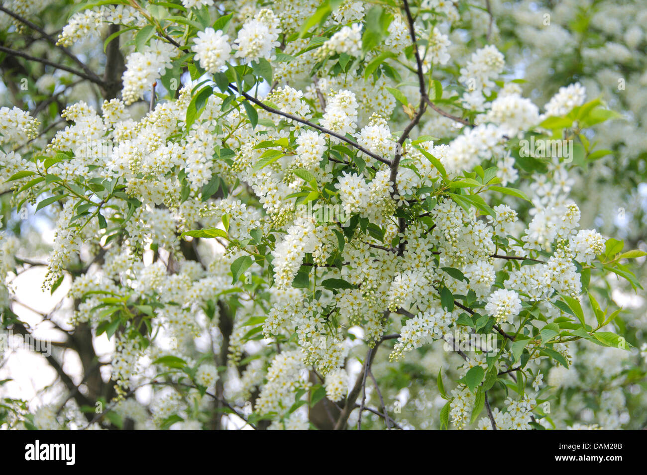 European bird cherry (Prunus padus, Padus avium), blooming branches, Germany Stock Photo