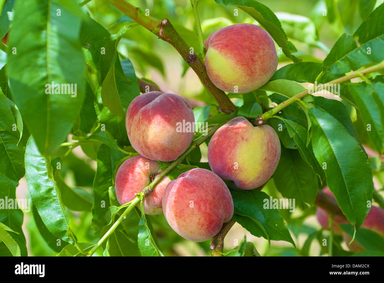 peach (Prunus persica  'Frueher Roter Ingelheimer', Prunus persica Frueher Roter Ingelheimer), cultivar Frueher Roter Ingelheimer Stock Photo