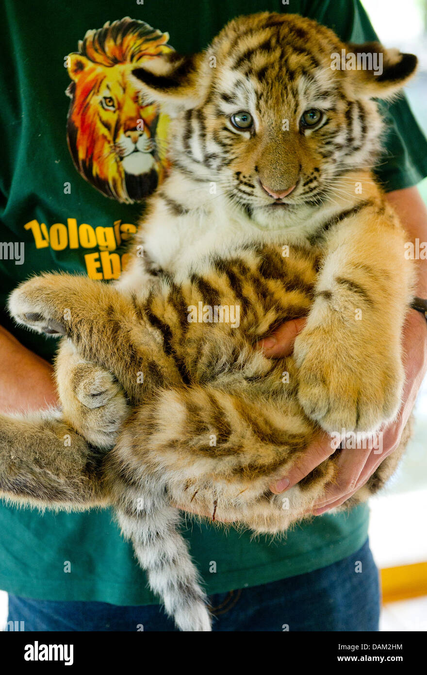 A zookeeper holds a tiger cub that was babtized in the name Josef shortly  before in Eberswalde, Germany, 18 May 2011. The two Siberean tiger cubs  Josef and Victor were born on
