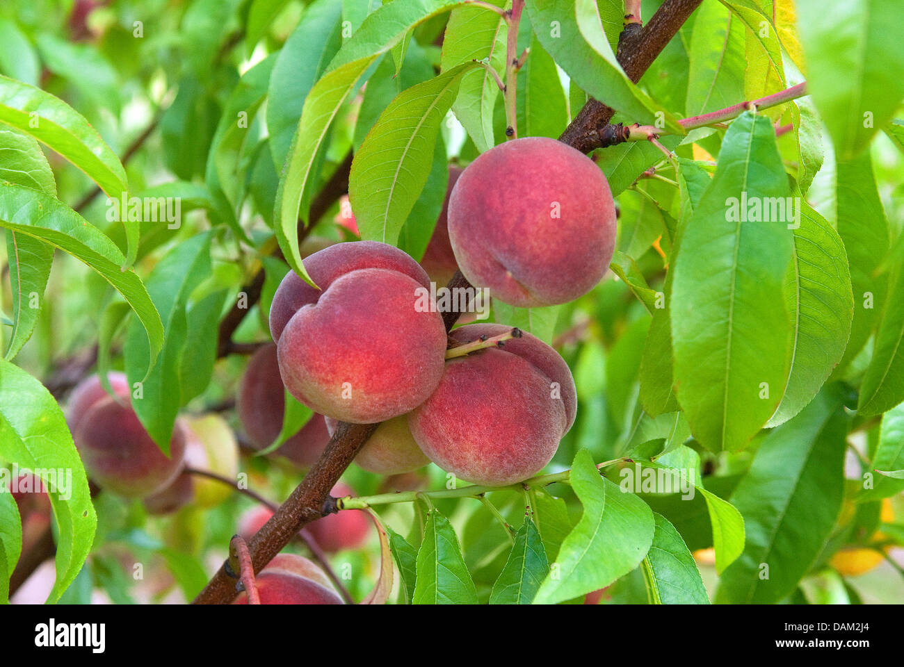 peach (Prunus persica 'Roter Ellerstaedter', Prunus persica Roter Ellerstaedter), cultivar Roter Ellerstaedter Stock Photo