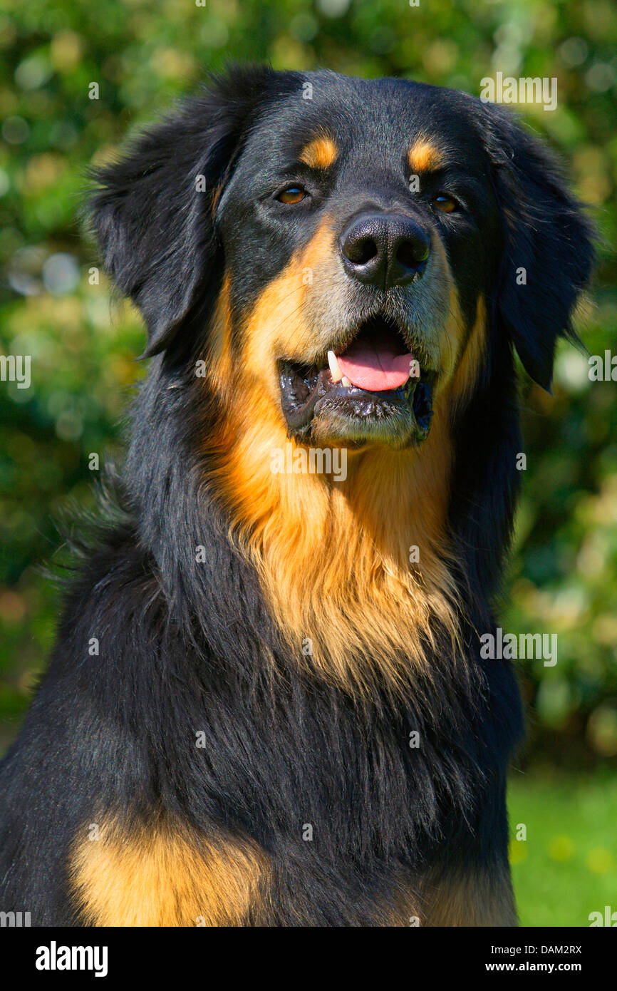 Hovawart (Canis lupus f. familiaris), Black and Gold, portrait, Germany Stock Photo