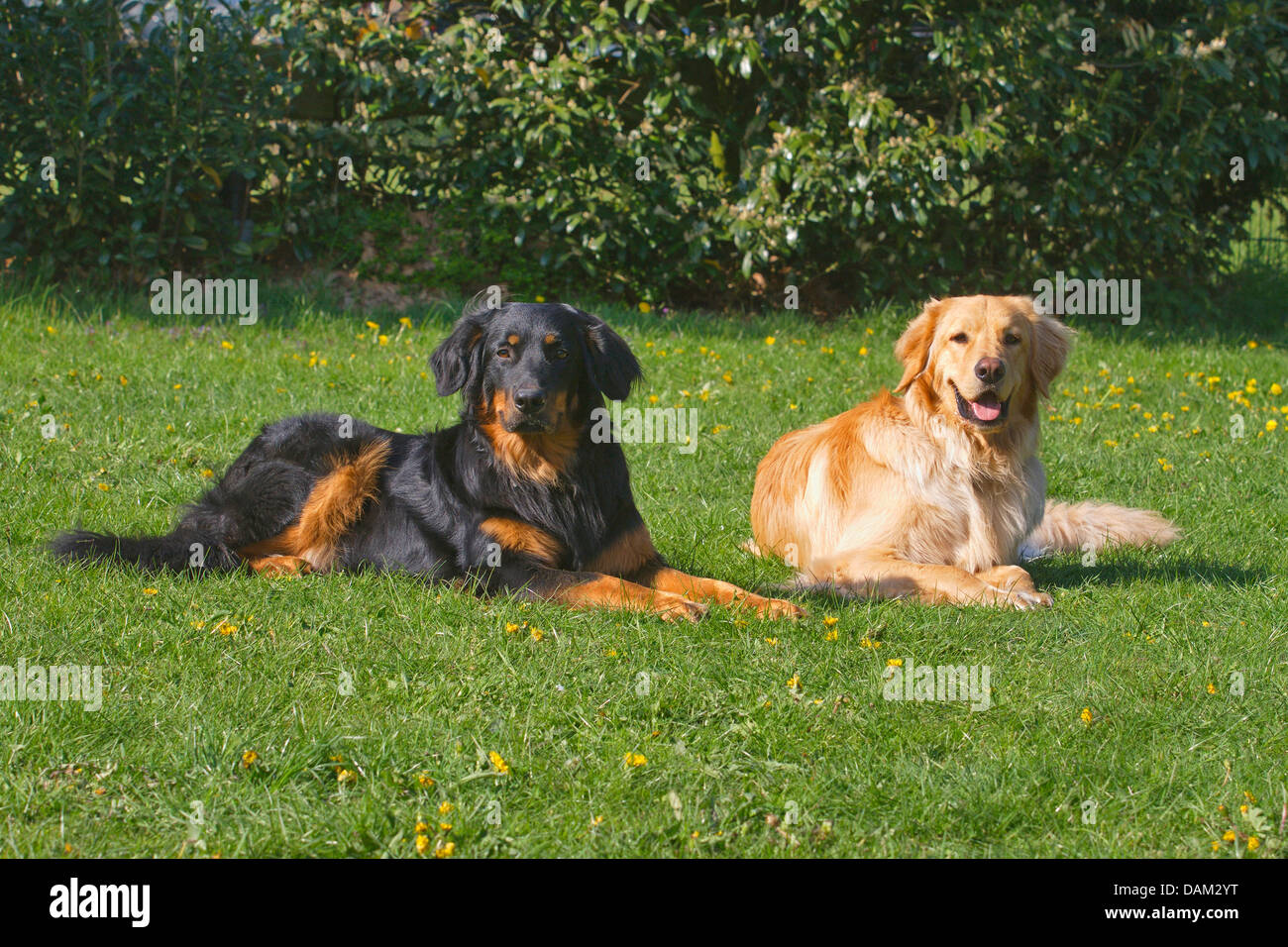 Hovawart (Canis lupus f. familiaris), two Hovawarts in Black and Gold and in blond lying side by side in a meadow, Germany Stock Photo