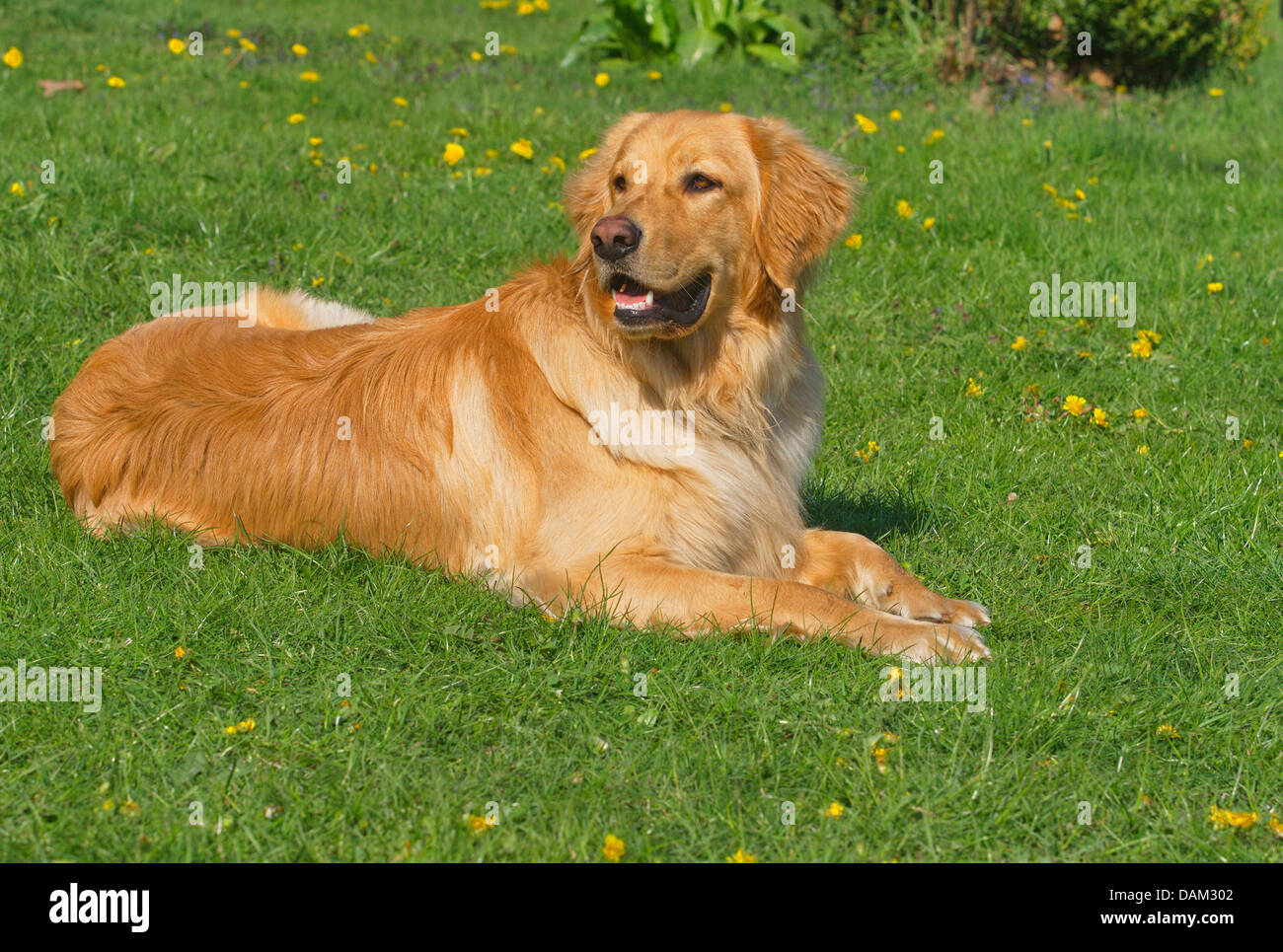 Hovawart (Canis lupus f. familiaris), blond, 14 months old male dog lying in a dandelion meadow, Germany Stock Photo