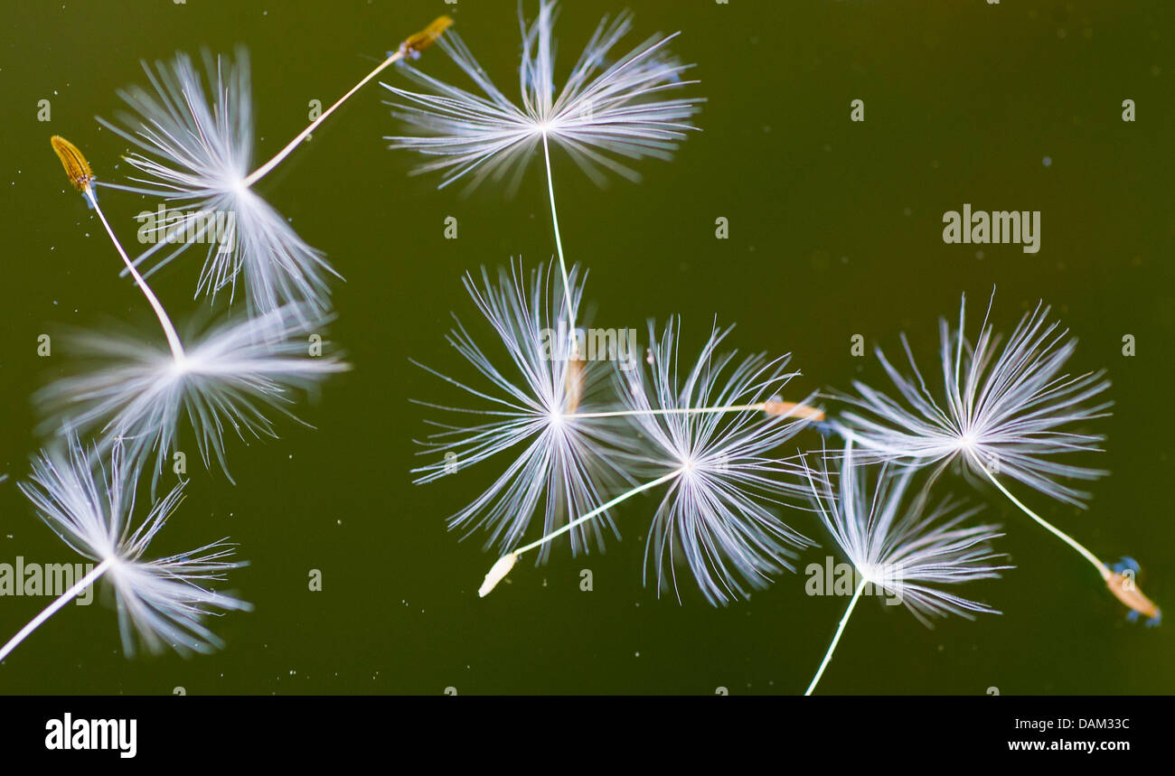 Seed of a dandelions float on the water of a rain barrel in a garden in