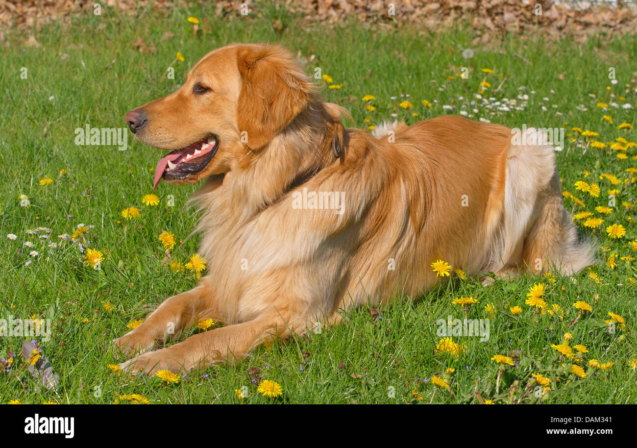 Hovawart (Canis lupus f. familiaris), blond, 14 months old male dog lying in a dandelion meadow, Germany Stock Photo