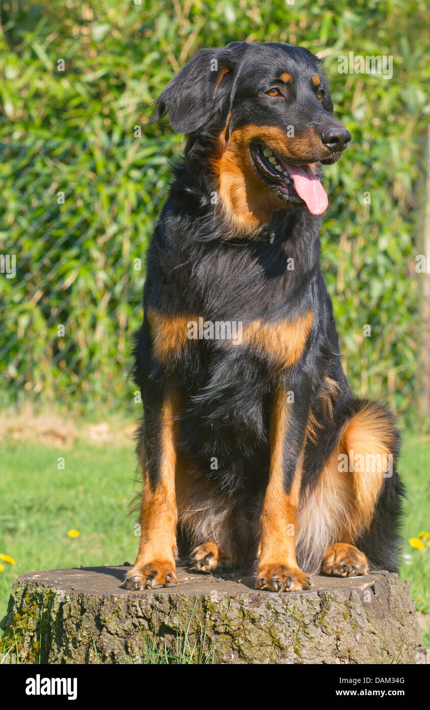 Hovawart adult dog black gold hi res stock photography and images Alamy