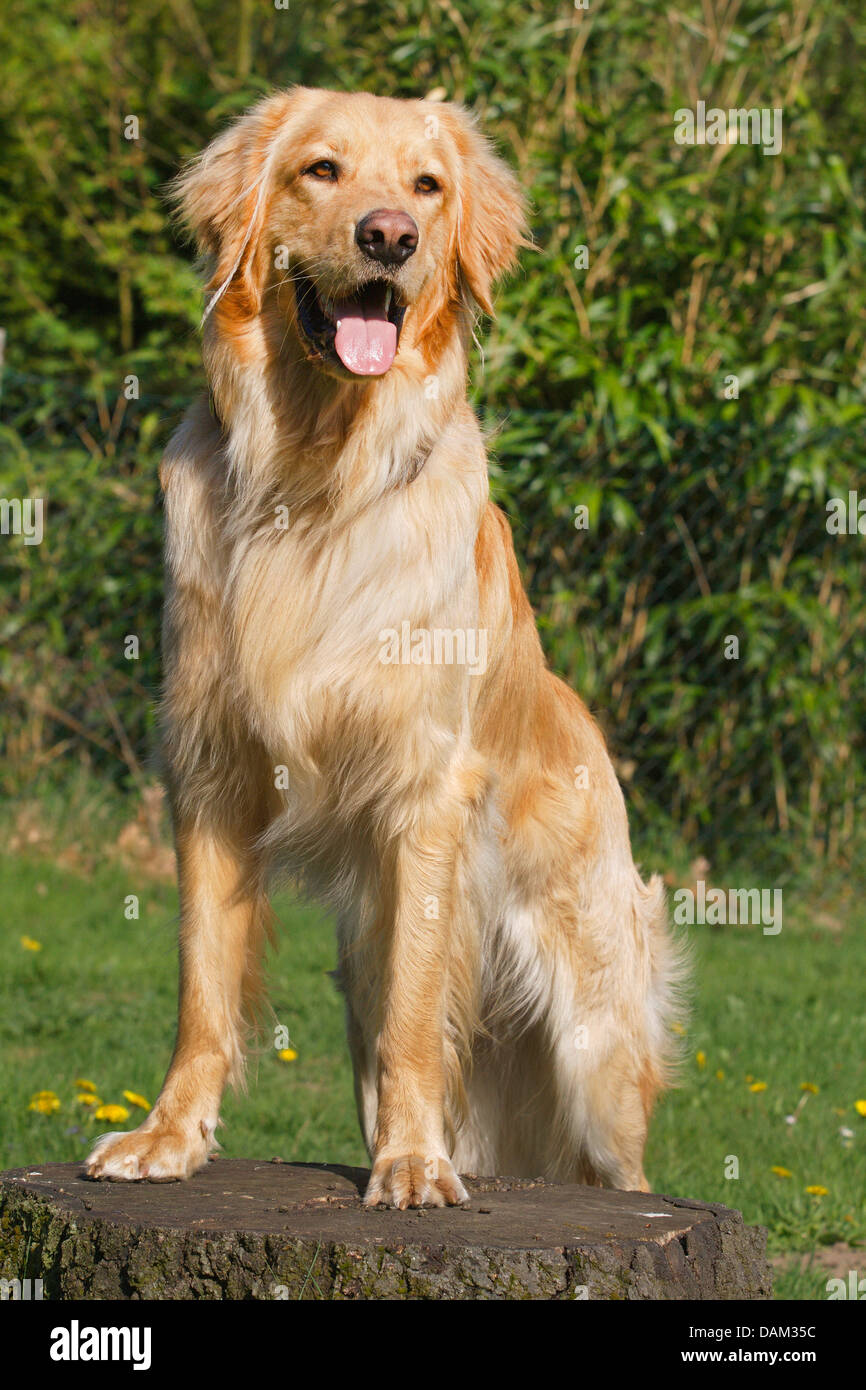 Hovawart (Canis lupus f. familiaris), blond Hovawart standing with the fore paws on a tree stump, Germany Stock Photo