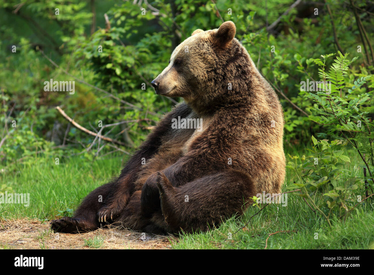 European brown bear (Ursus arctos arctos), sitting at forest edge, Germany, Bavaria, Bavarian Forest National Park Stock Photo