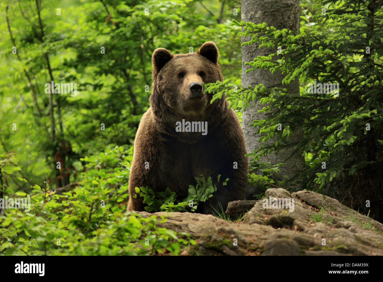 European brown bear (Ursus arctos arctos), in forest, Germany, Bavaria, Bavarian Forest National Park Stock Photo