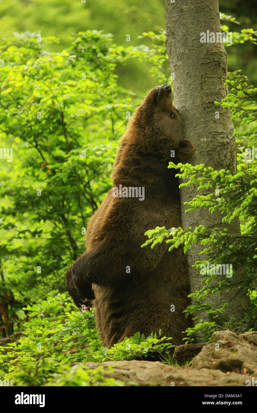 European brown bear (Ursus arctos arctos), scratching at a tree trunk, Germany, Bavaria, Bavarian Forest National Park Stock Photo