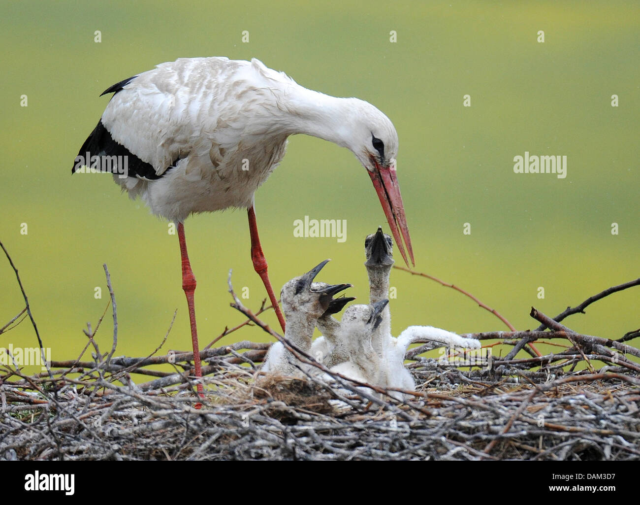 Ciconia ciconia. Cigogne blanche. Аист с аистенком. Детеныш аиста. Птенец аиста.