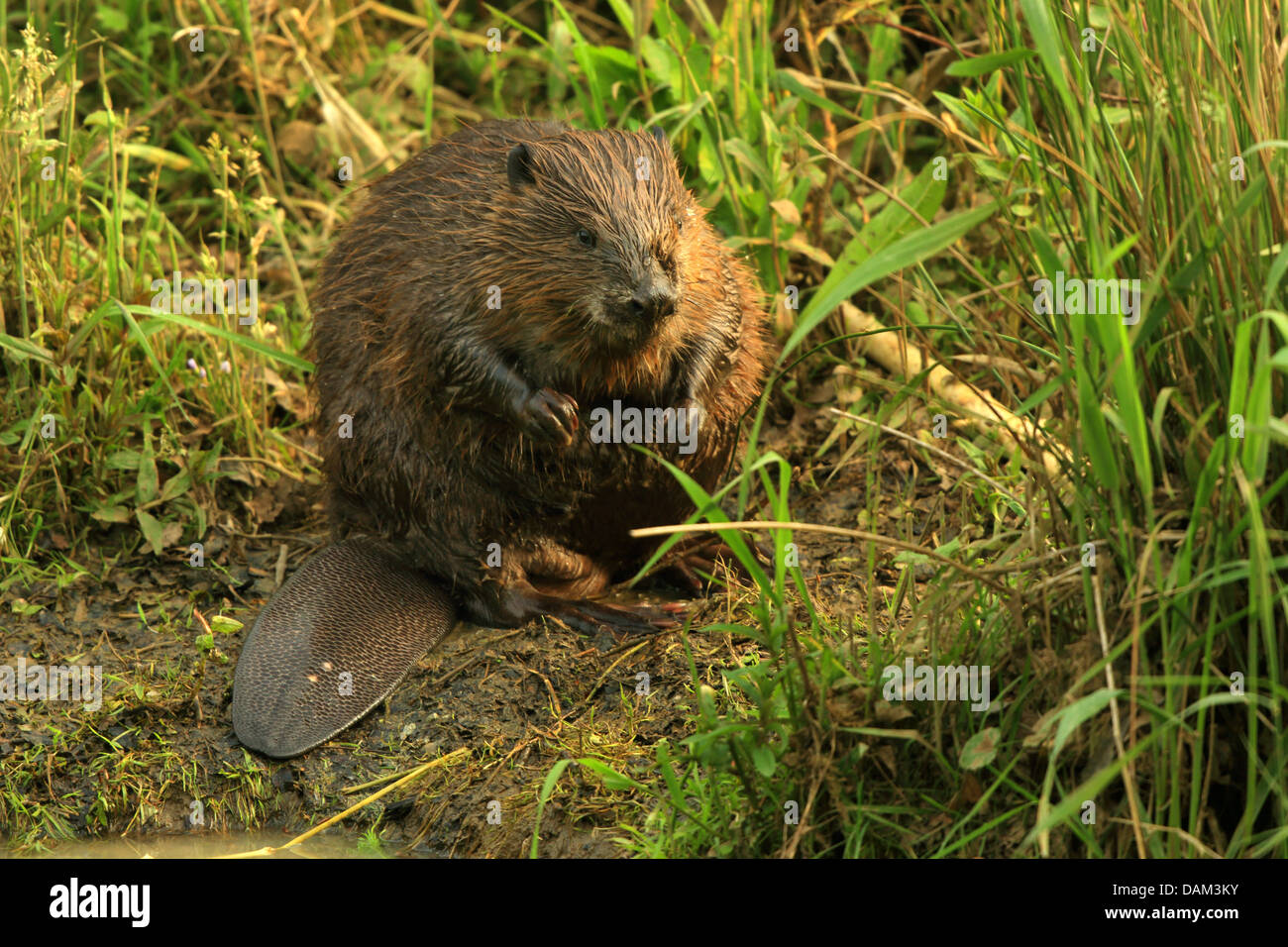 Eurasian beaver, European beaver (Castor fiber), sitting on shore, Germany, Baden-Wuerttemberg Stock Photo