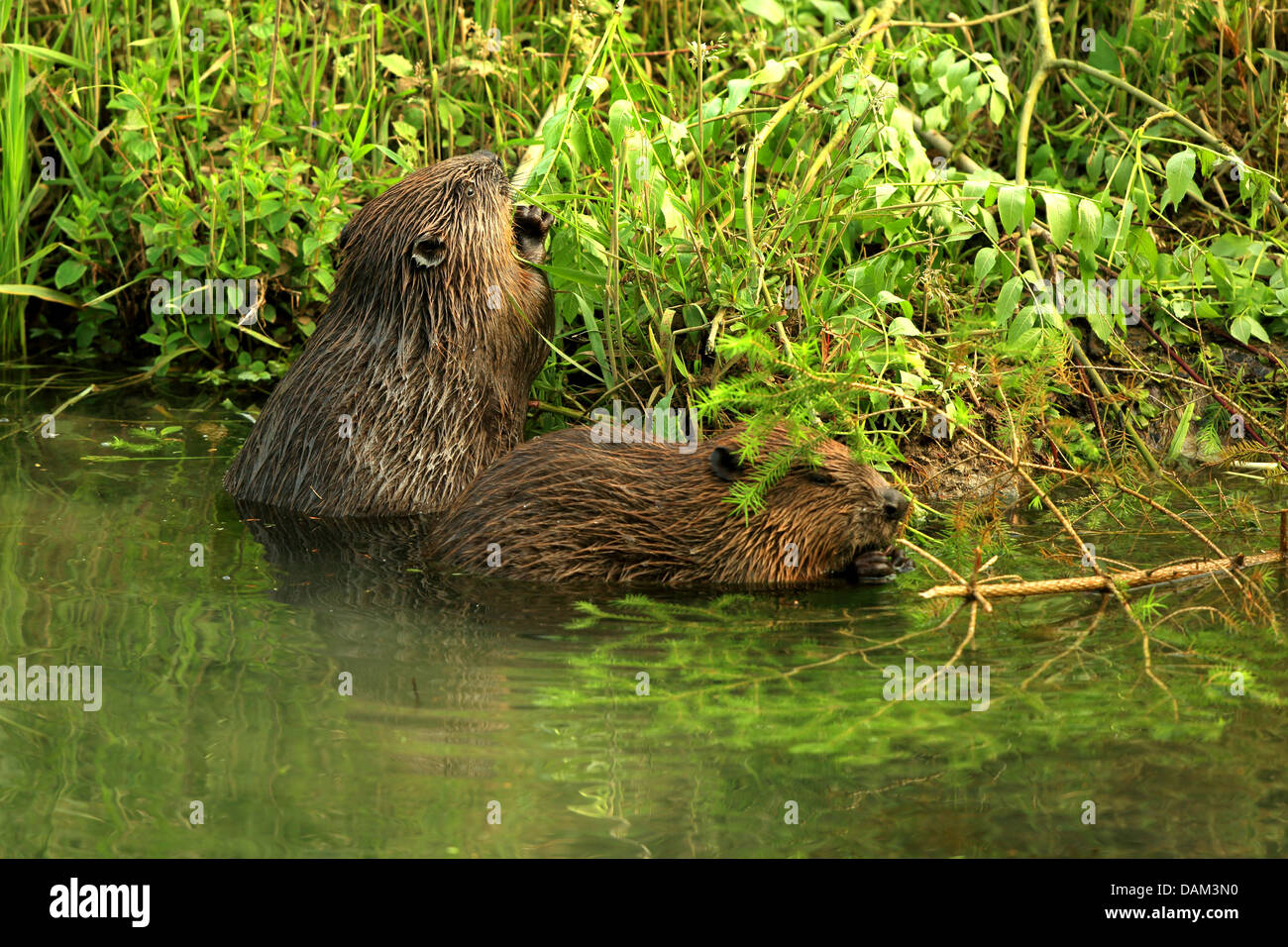 Eurasian beaver, European beaver (Castor fiber), two beavers on the feed at shore, Germany, Baden-Wuerttemberg Stock Photo