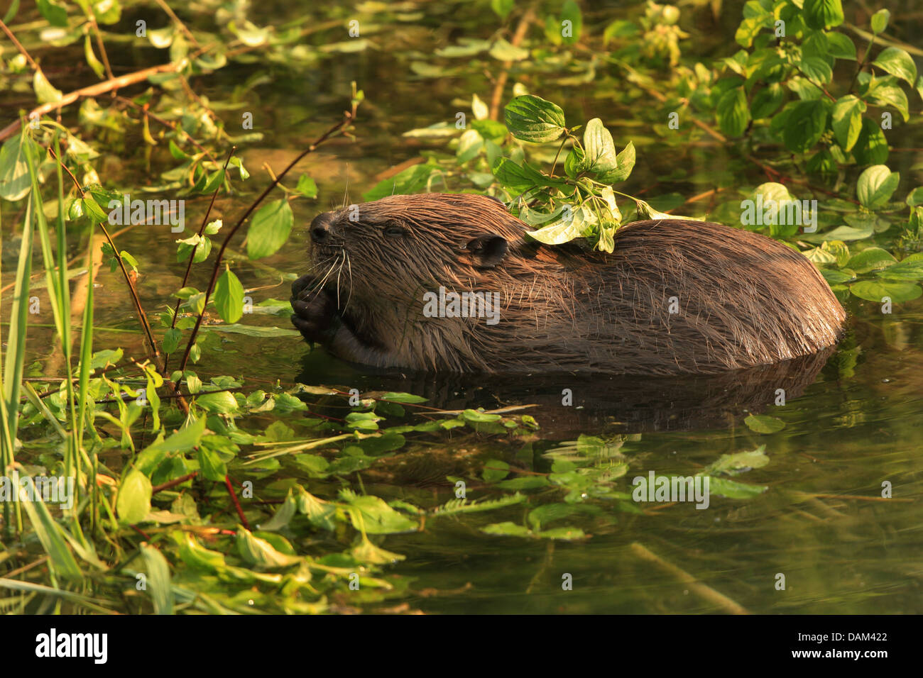 Eurasian beaver, European beaver (Castor fiber), feeding in shallow water, Germany, Baden-Wuerttemberg Stock Photo