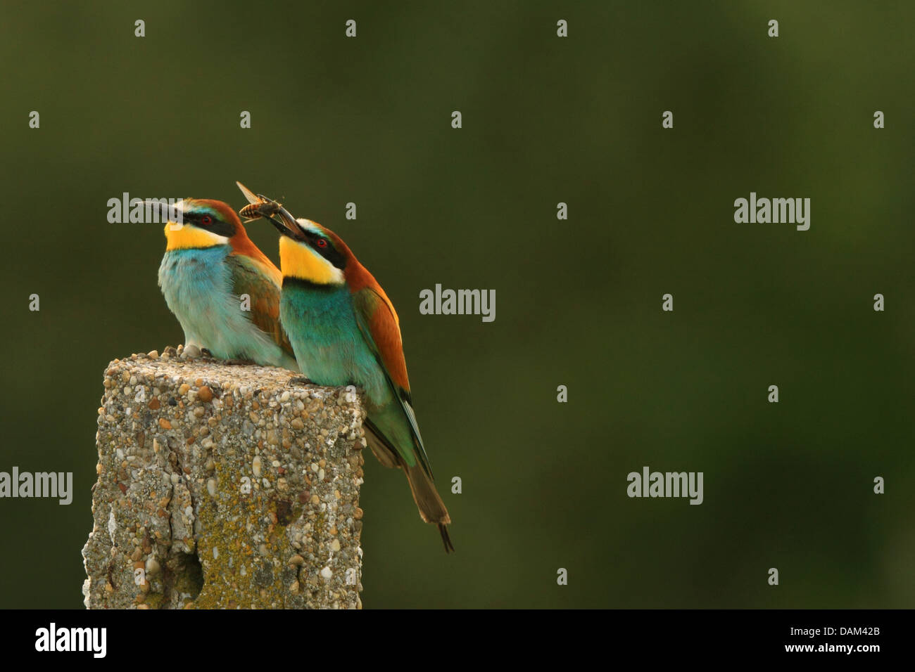 European bee eater (Merops apiaster), pair sitting next to each other on a post, Hungary Stock Photo