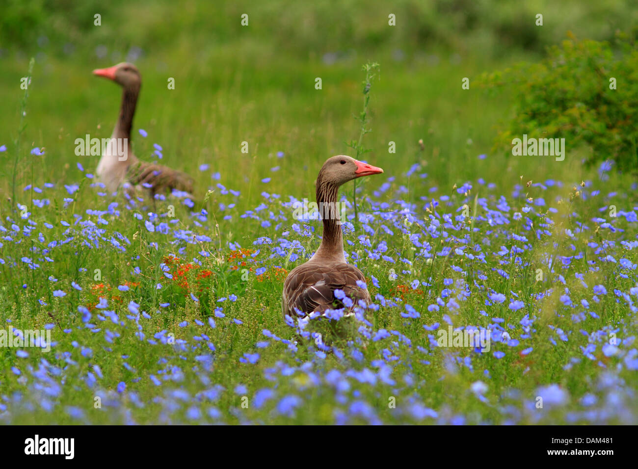 greylag goose (Anser anser), in flax field, Austria, Neusiedler See National Park Stock Photo