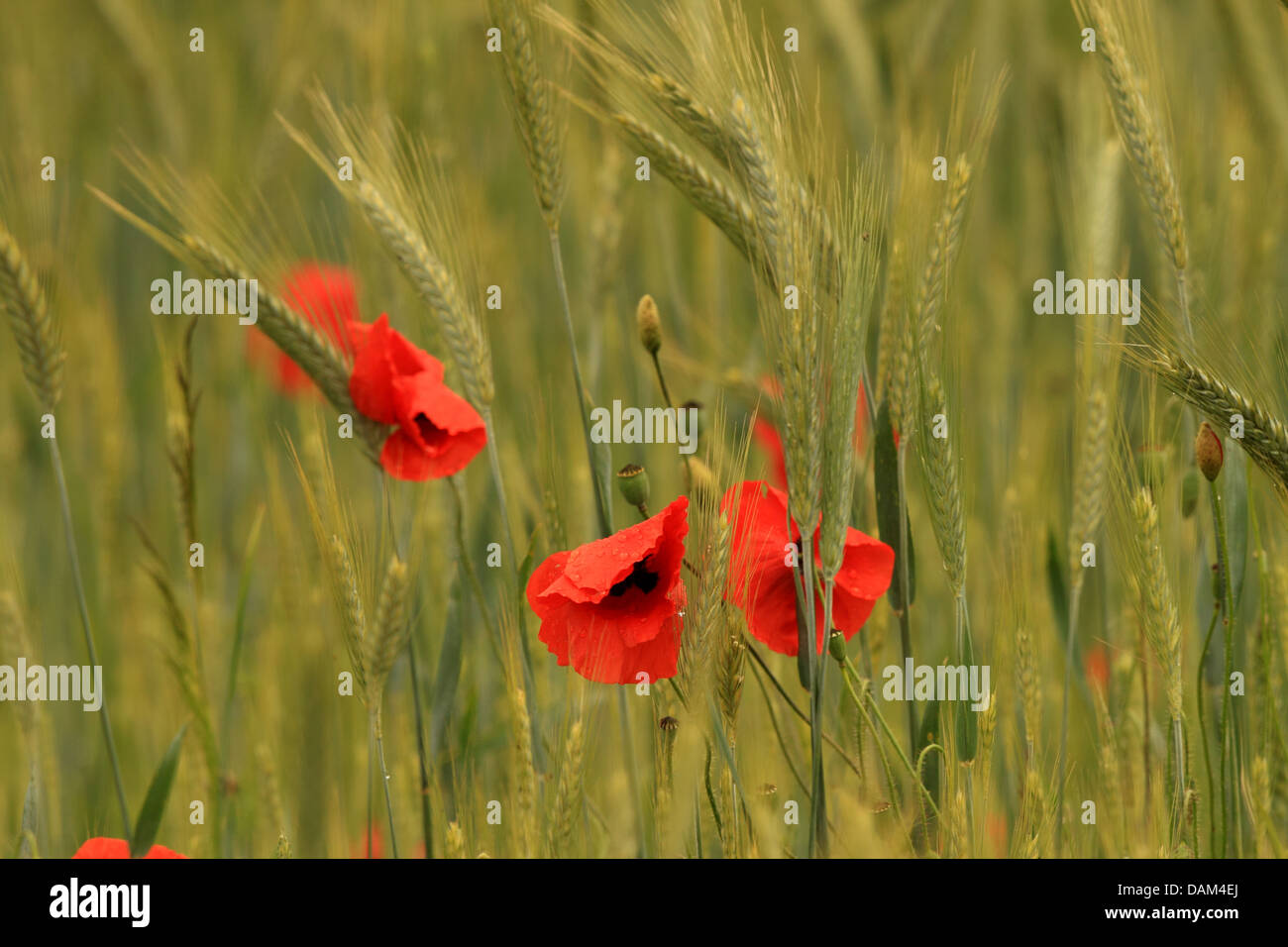 Common poppy, Corn poppy, Red poppy (Papaver rhoeas), poppy flowers in a ryefield, Hungary Stock Photo